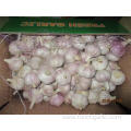 Normal White Garlic Fresh 5.0cm